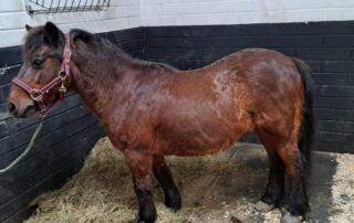 horse abandonment UK
