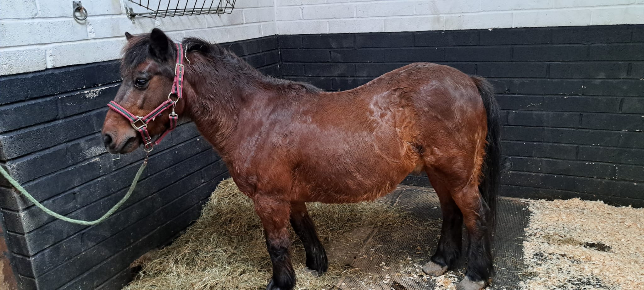 horse abandonment UK